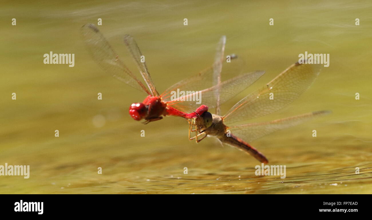 Fiery Skimmer Orthetrum migratum paire sont regroupés pour-oeufs Banque D'Images