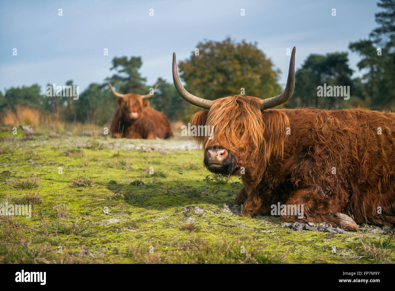 Highland Cattles / Schottische Hochlandrinder ( Bos primigenius taurus ) couché sur le sol dans les environs typiques, faune, Europe. Banque D'Images