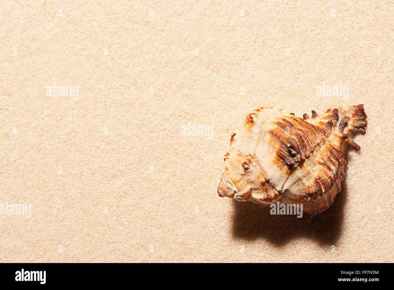 Sea Shell sur le sable. Fond de plage d'été. Vue de dessus Banque D'Images