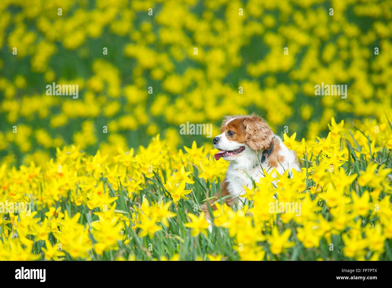Un Cavalier King Charles chien dans un champ rempli de jonquilles sur une chaude journée d'été. Banque D'Images