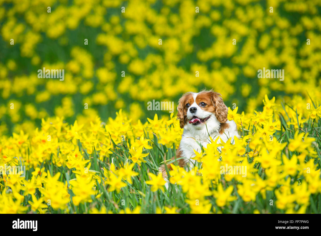 Un Cavalier King Charles chien dans un champ rempli de jonquilles sur une chaude journée d'été. Banque D'Images