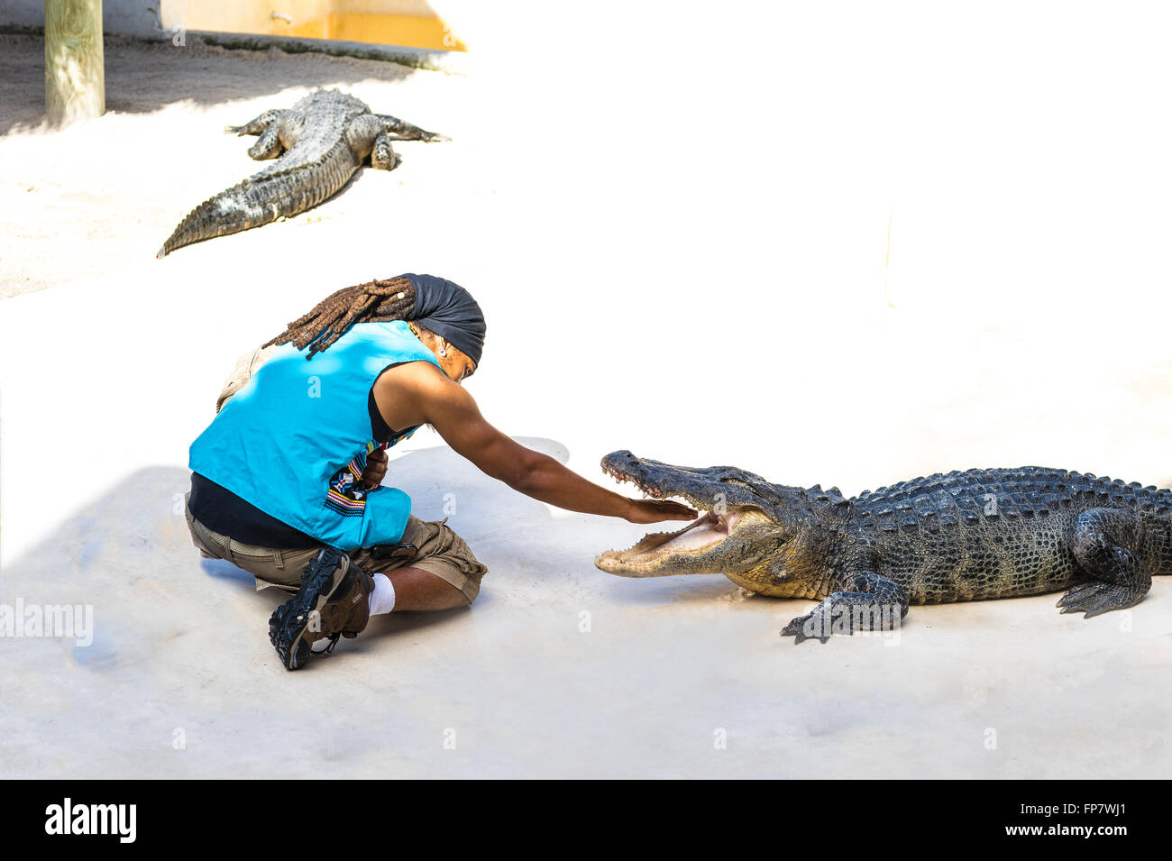 Arracher d'Alligator. La Floride. USA. Banque D'Images
