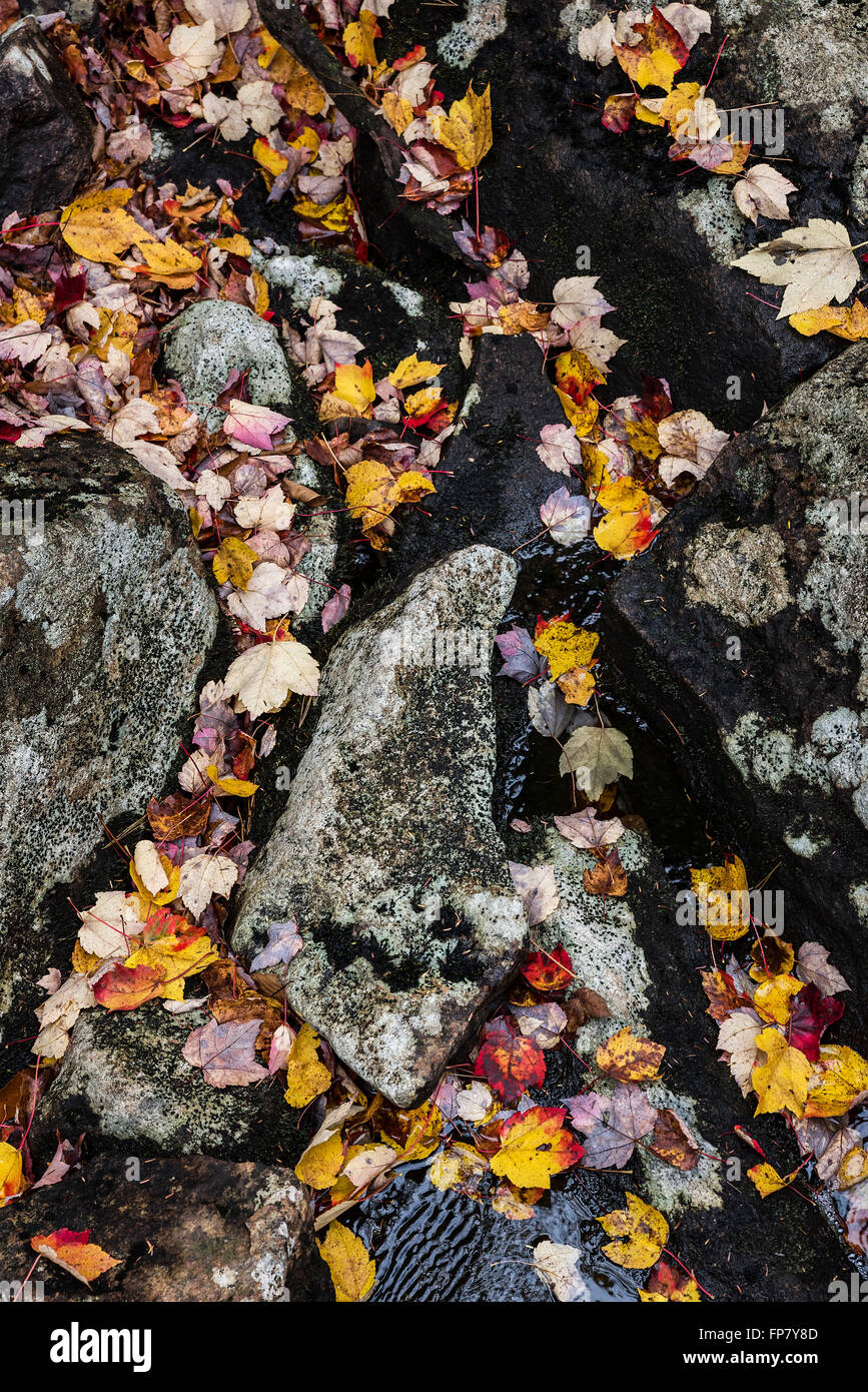 Feuilles d'érable colorées fallern en un lit de rivière, New Hampshire, USA, USA Banque D'Images