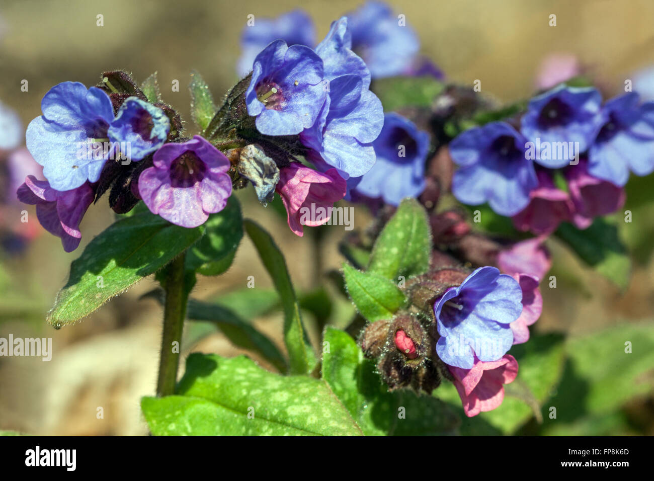 Pulmonaria officinalis, herbe de fleur bleue Banque D'Images
