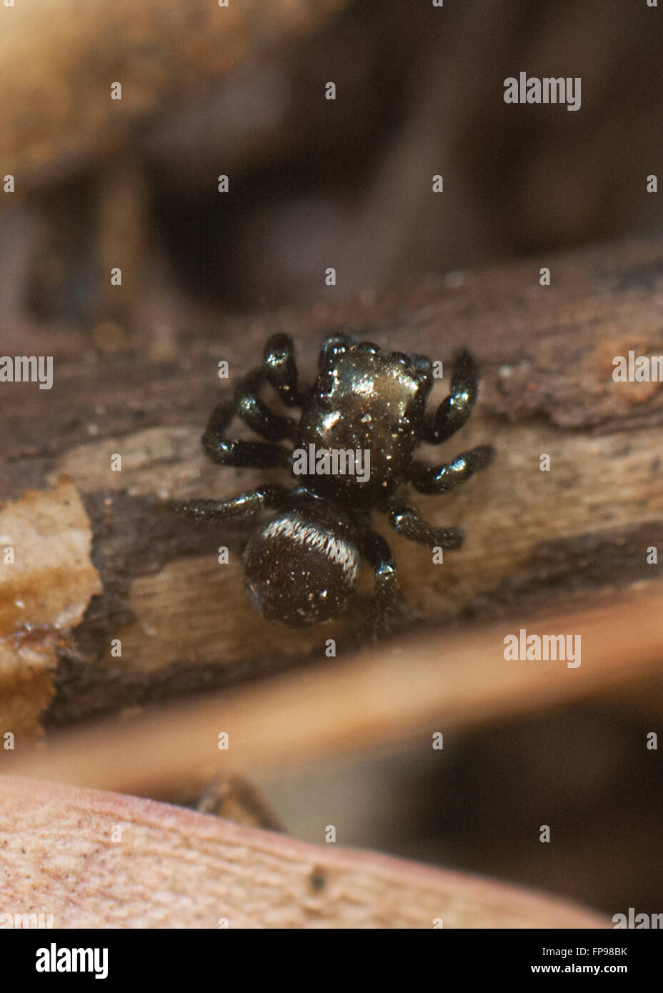 Zodariidae (Hypoblemum villosum), Western Australia, Australia Banque D'Images