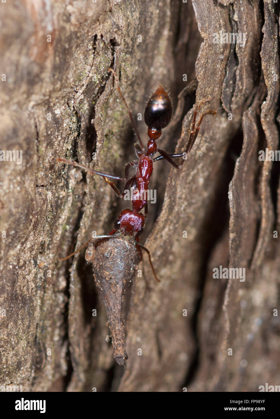 Bull-dog ou Ant Ant (Myrmecia sp.), l'ouest de l'Australie, WA, Australia Banque D'Images