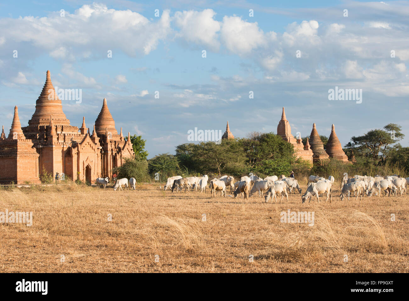Le pâturage du bétail dans les temples de Bagan, Myanmar Banque D'Images