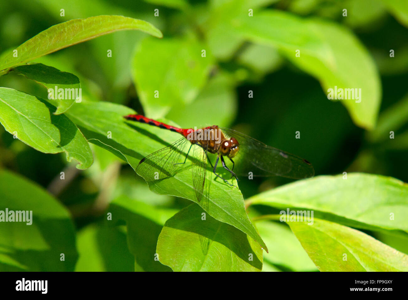 Libellule rouge (Ruby Meadowhawk) de près, on leaf Banque D'Images