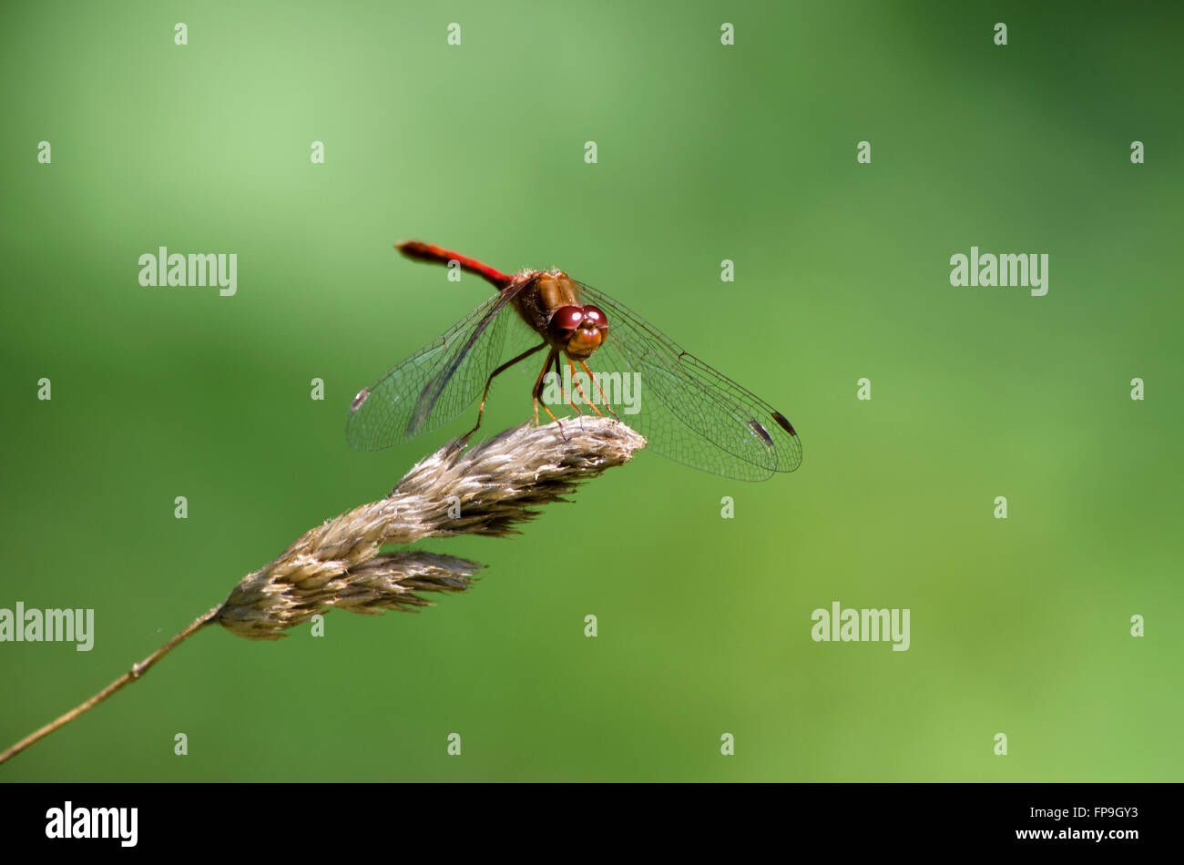 Ruby meadowhawk dragonfly close up Banque D'Images