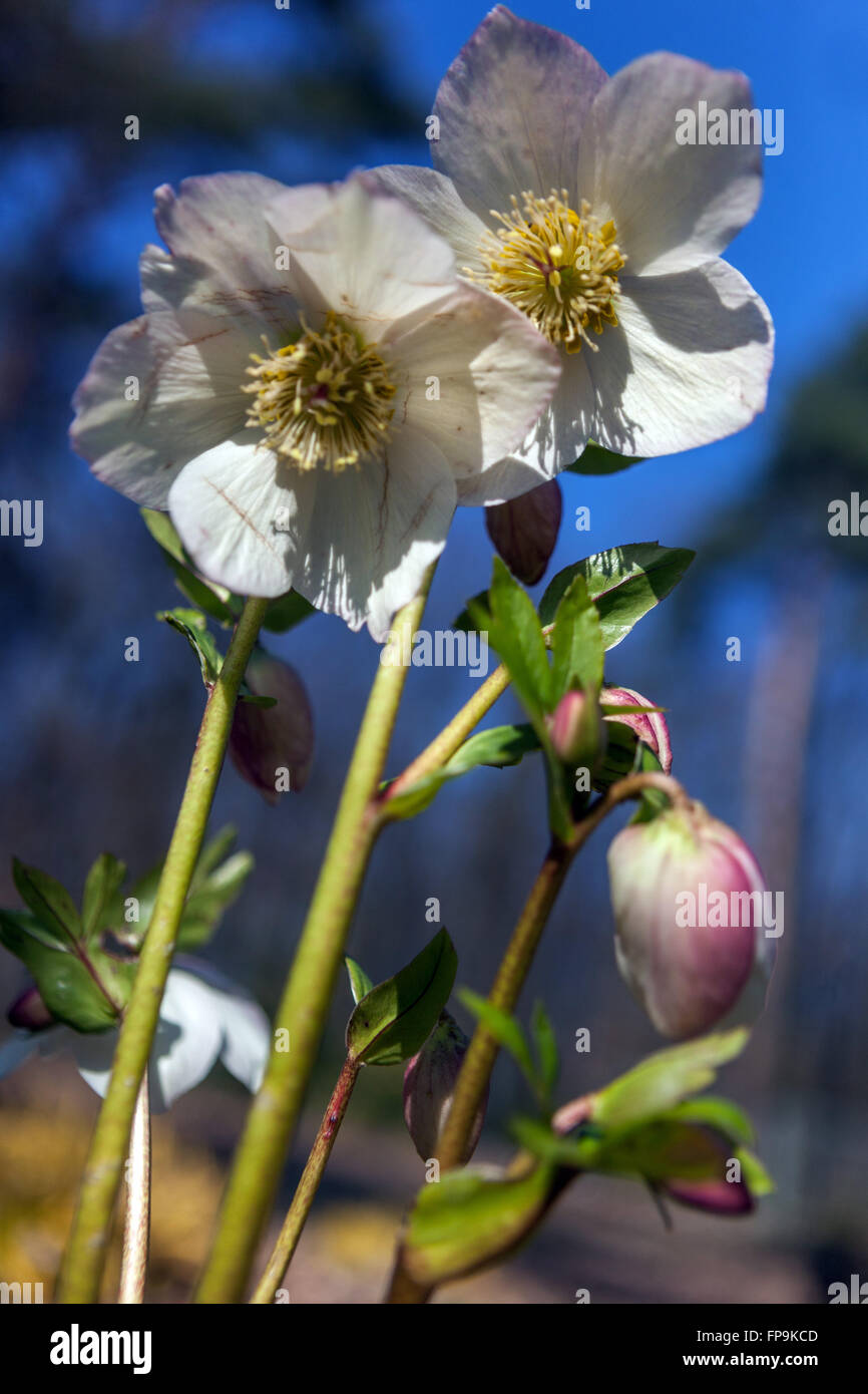 White Helleborus nigercors 'Marshmallow', rose de Lenten, hellebore Helleborus blanc hellebores jardin Banque D'Images
