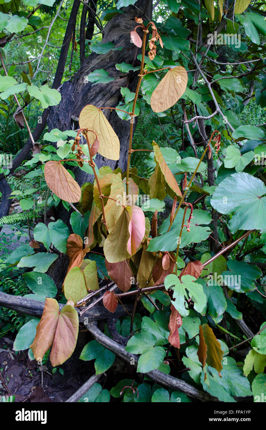 Aureifalia Bauhinia Banque D'Images