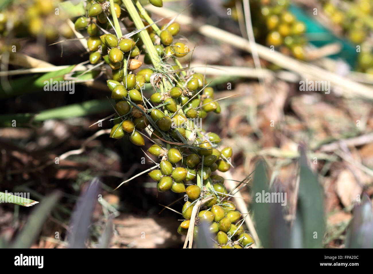 Lomandra hystrix (Matrush Lomandraceae) Creek seeds Banque D'Images