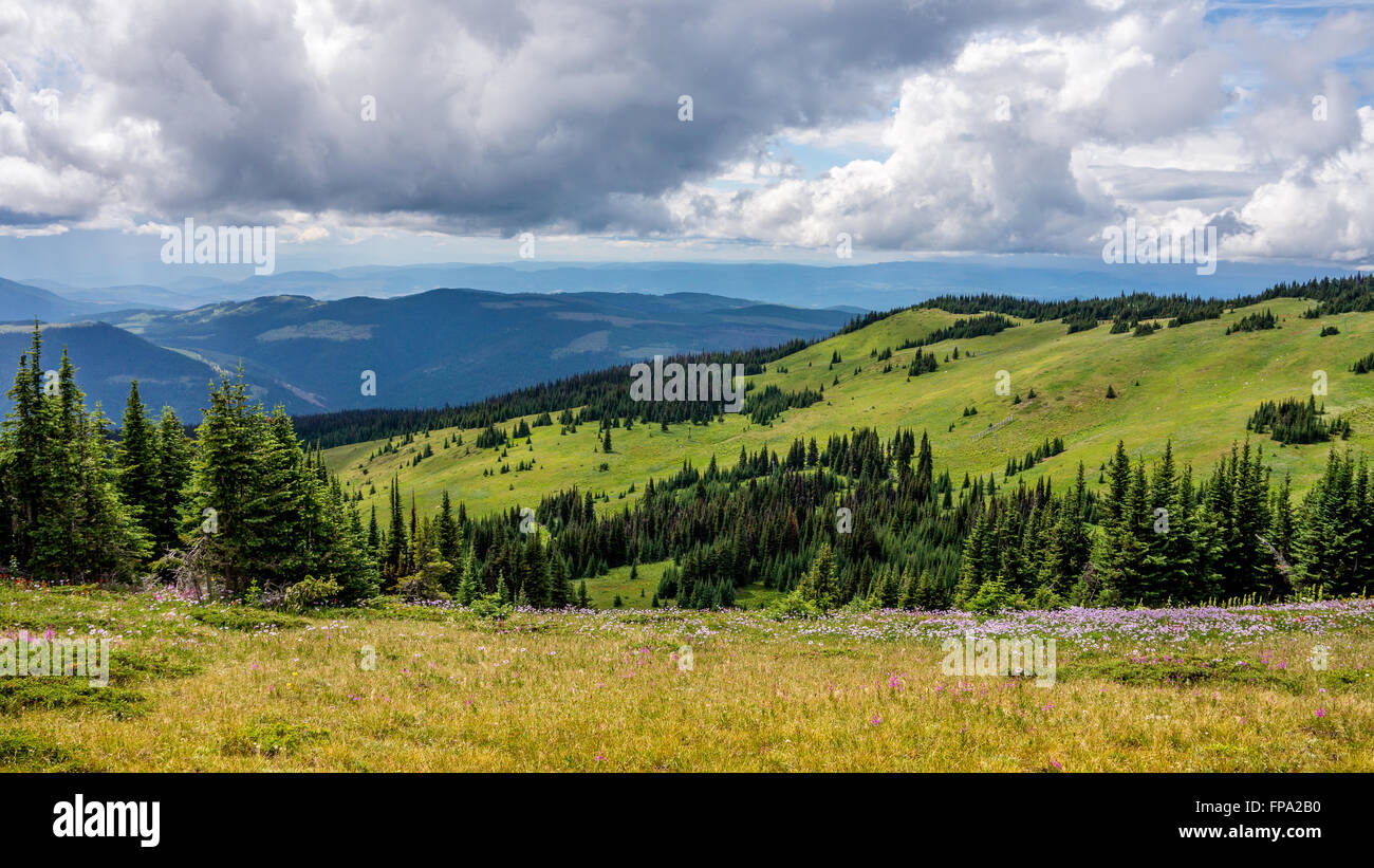 Hautes prairies alpines et fleurs sauvages sur une randonnée au sommet du TSD Montagne dans les hauts plateaux du centre de Shuswap, Colombie-Britannique, Canada Banque D'Images