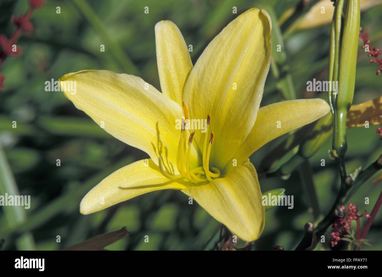 Hémérocalle (Hemerocallis) Banque D'Images