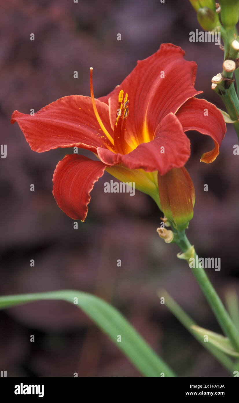 LILY DE JOUR (HEMEROCALLIS) Banque D'Images