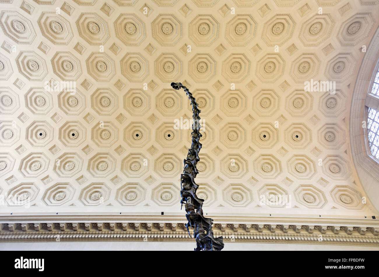 New York City - 31 janvier 2016 : Barosaurus dans le hall d'entrée de l'American Museum of Natural History à Manhattan. Banque D'Images