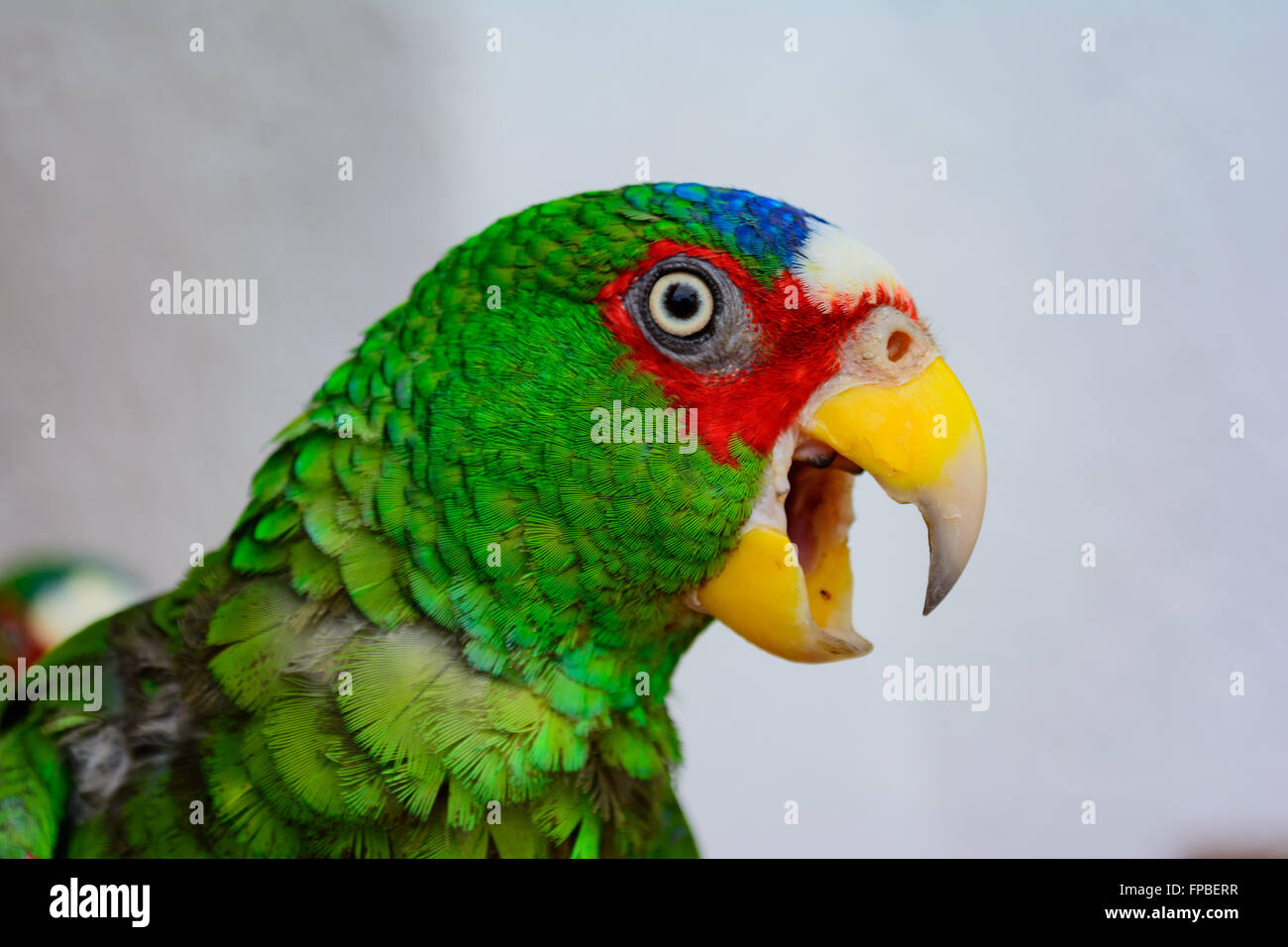 Parrot amazon white fronted Banque de photographies et d'images à haute  résolution - Alamy