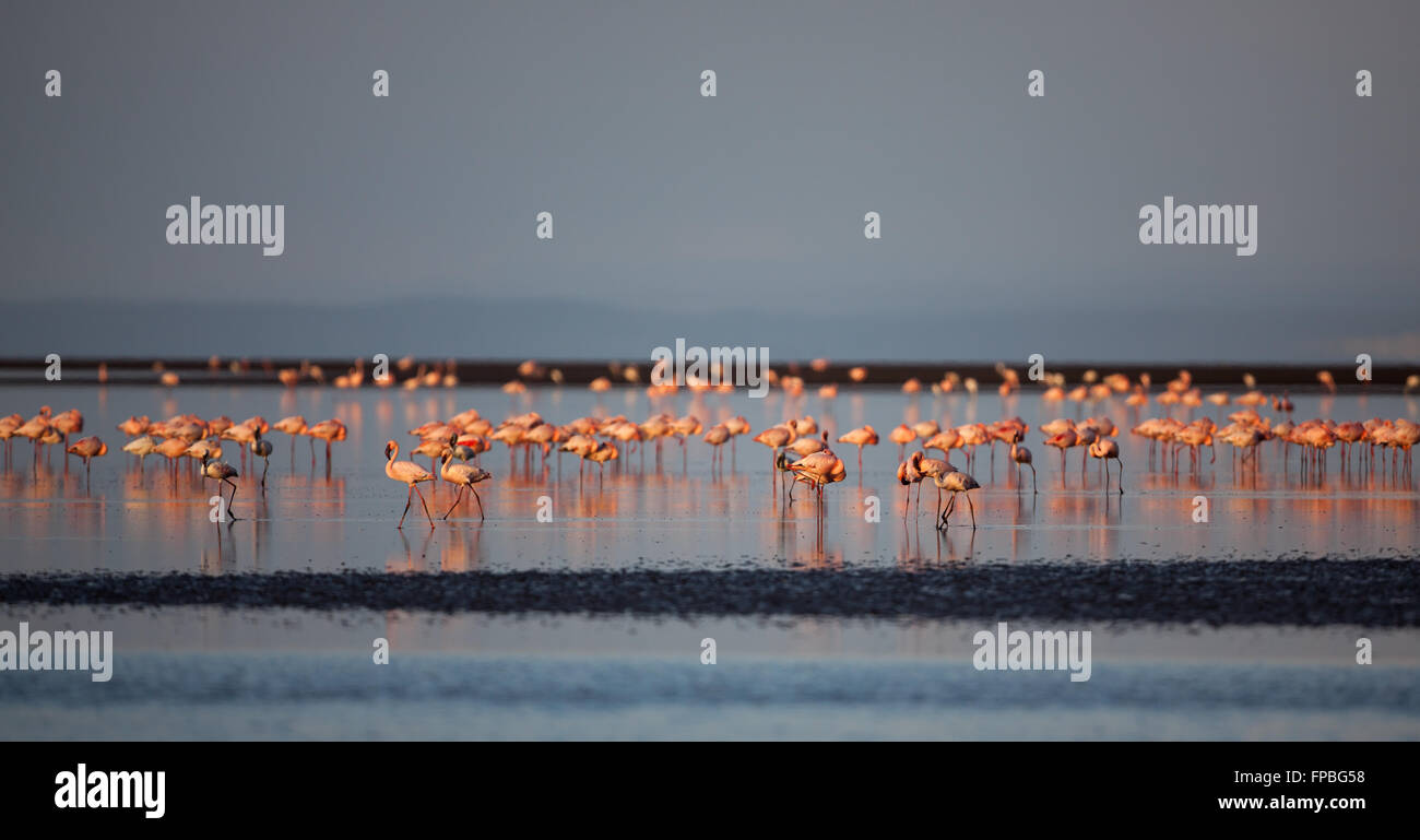 Dans les bas-fonds permanent de flamants sur le lac encore Banque D'Images