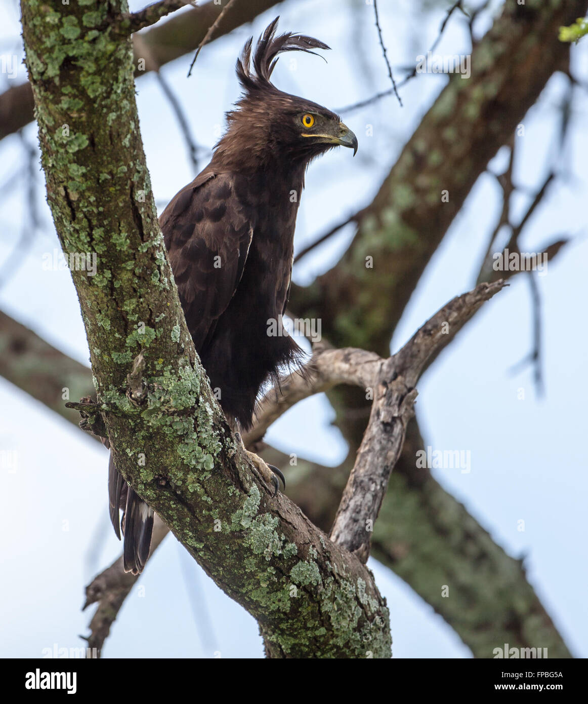 Longtemps crested eagle perché près de l'entrée du Parc National de Serengeti à Naabi Hill gate Banque D'Images