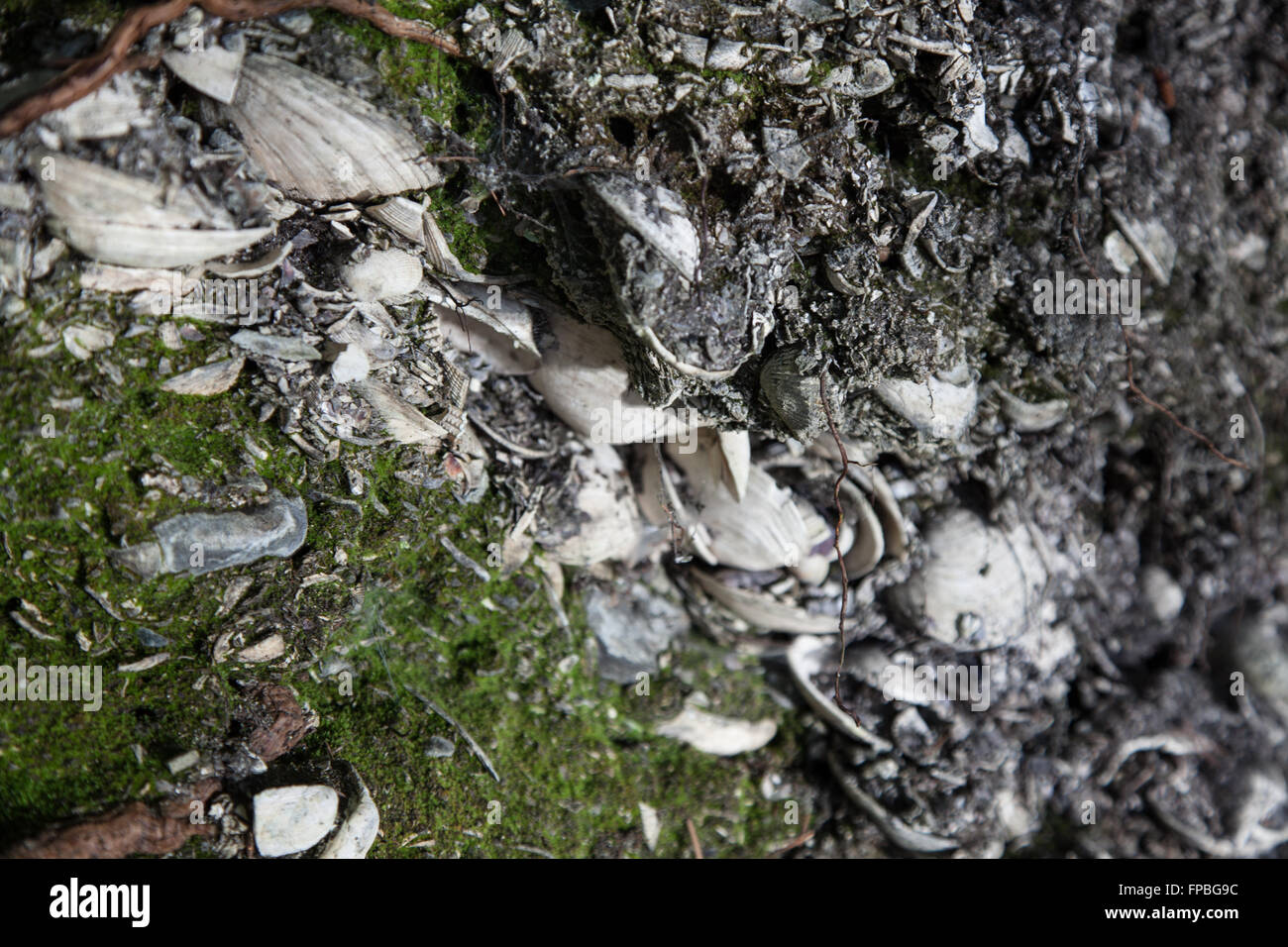 Coquilles, créé par la Première nation Penelakut sur l'île Galiano, en Colombie-Britannique Banque D'Images