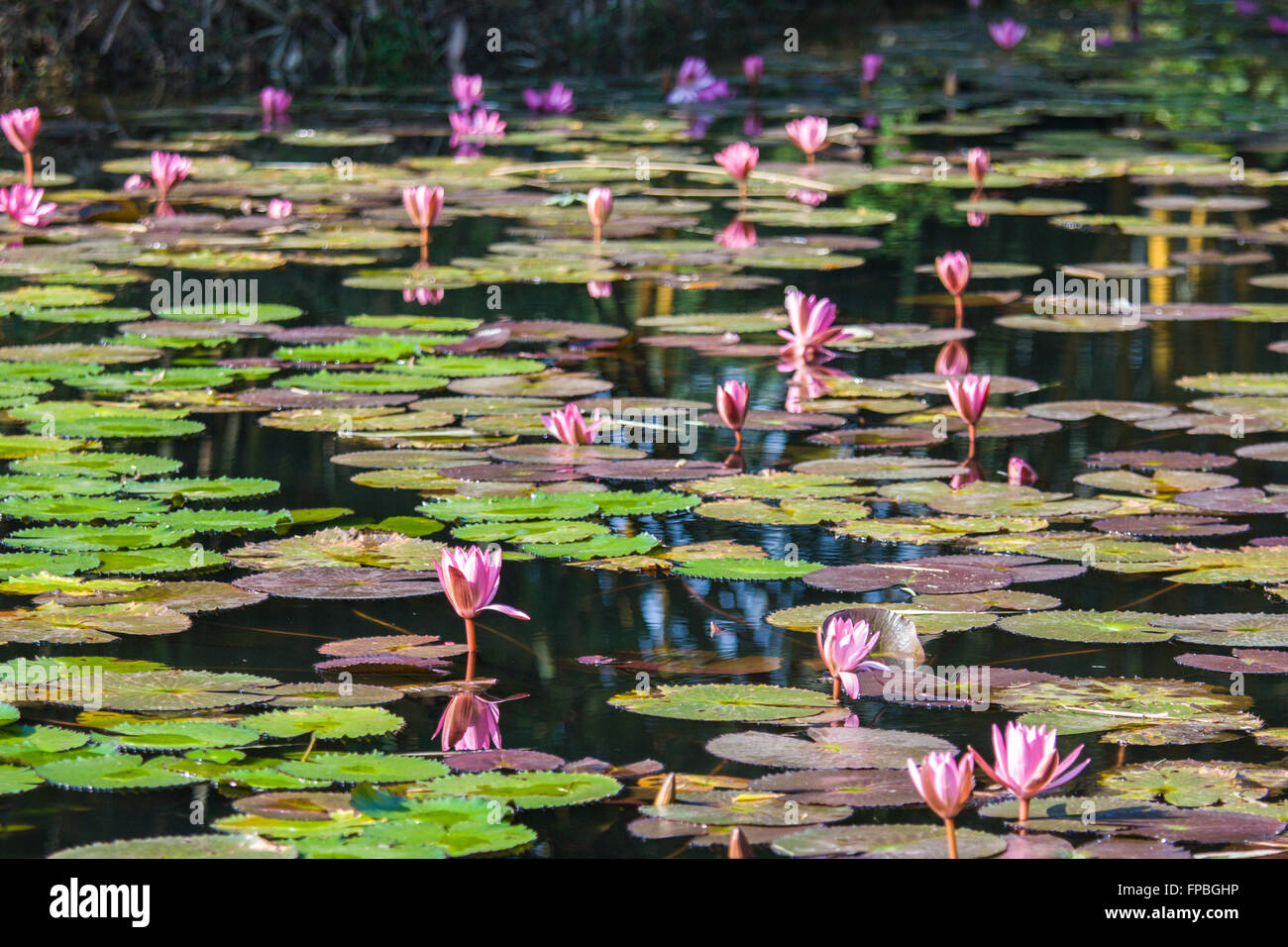 Dans l'étang de lotus Banque D'Images