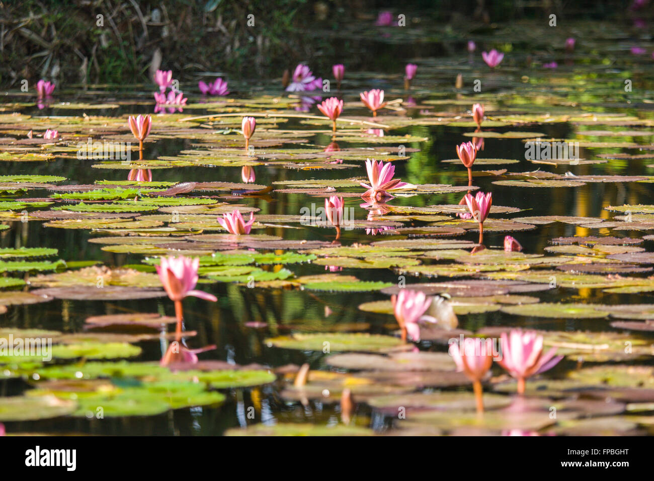Dans l'étang de lotus Banque D'Images