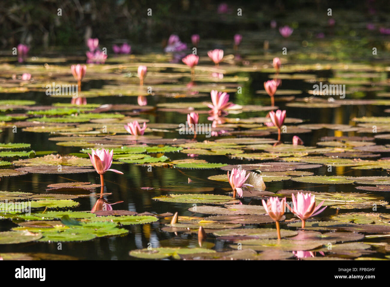 Dans l'étang de lotus Banque D'Images