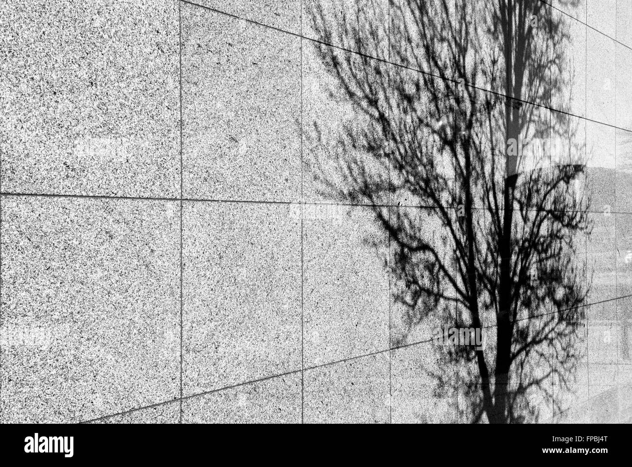 L'ombre des arbres sur un mur à Milton Keynes. Buckinghamshire, Angleterre. Le noir et blanc Banque D'Images