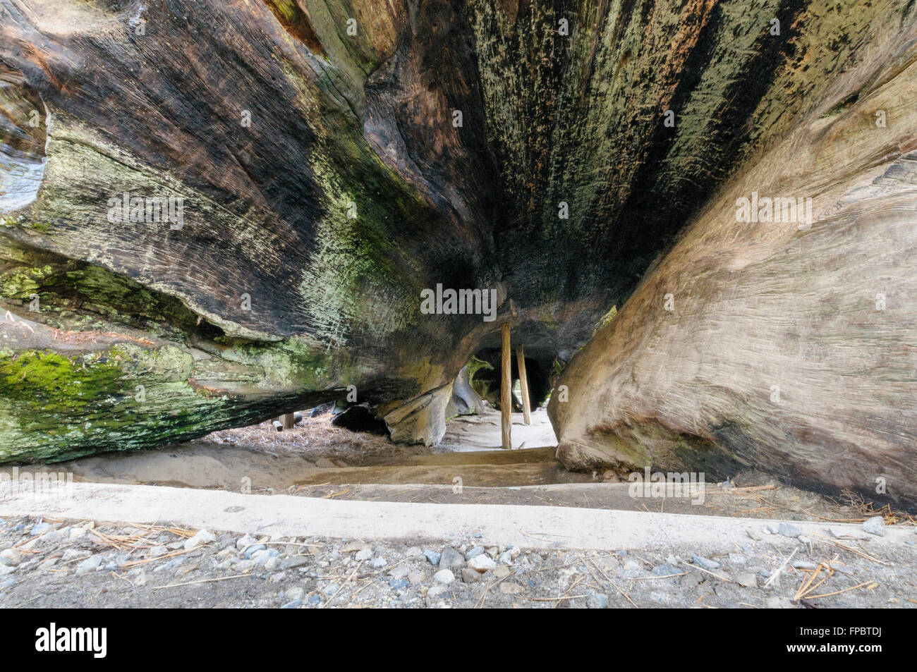 Le Monarque tombé, Kings Canyon National Park California USA Banque D'Images