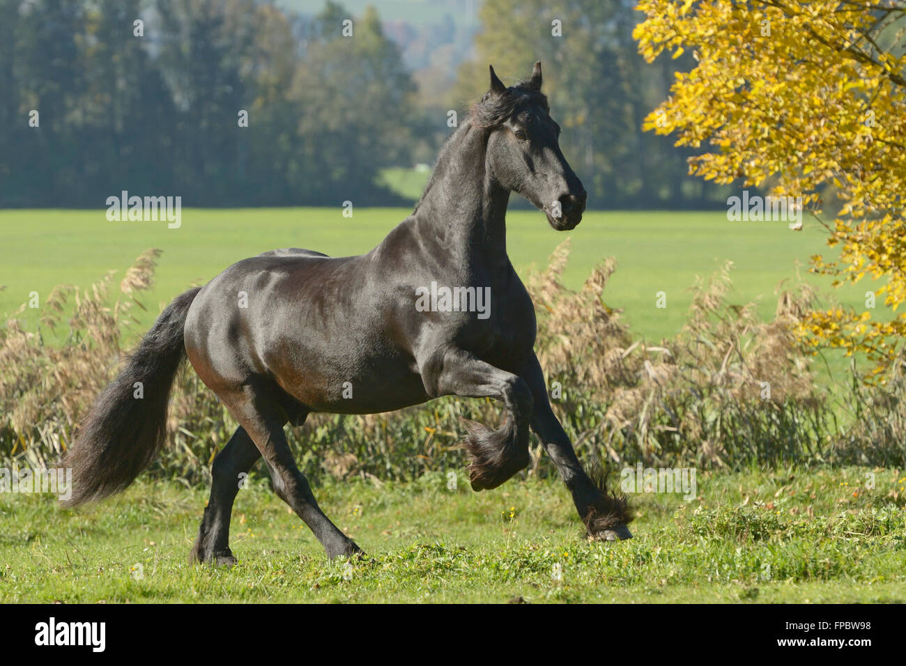 Cheval frison le galop dans le domaine Banque D'Images