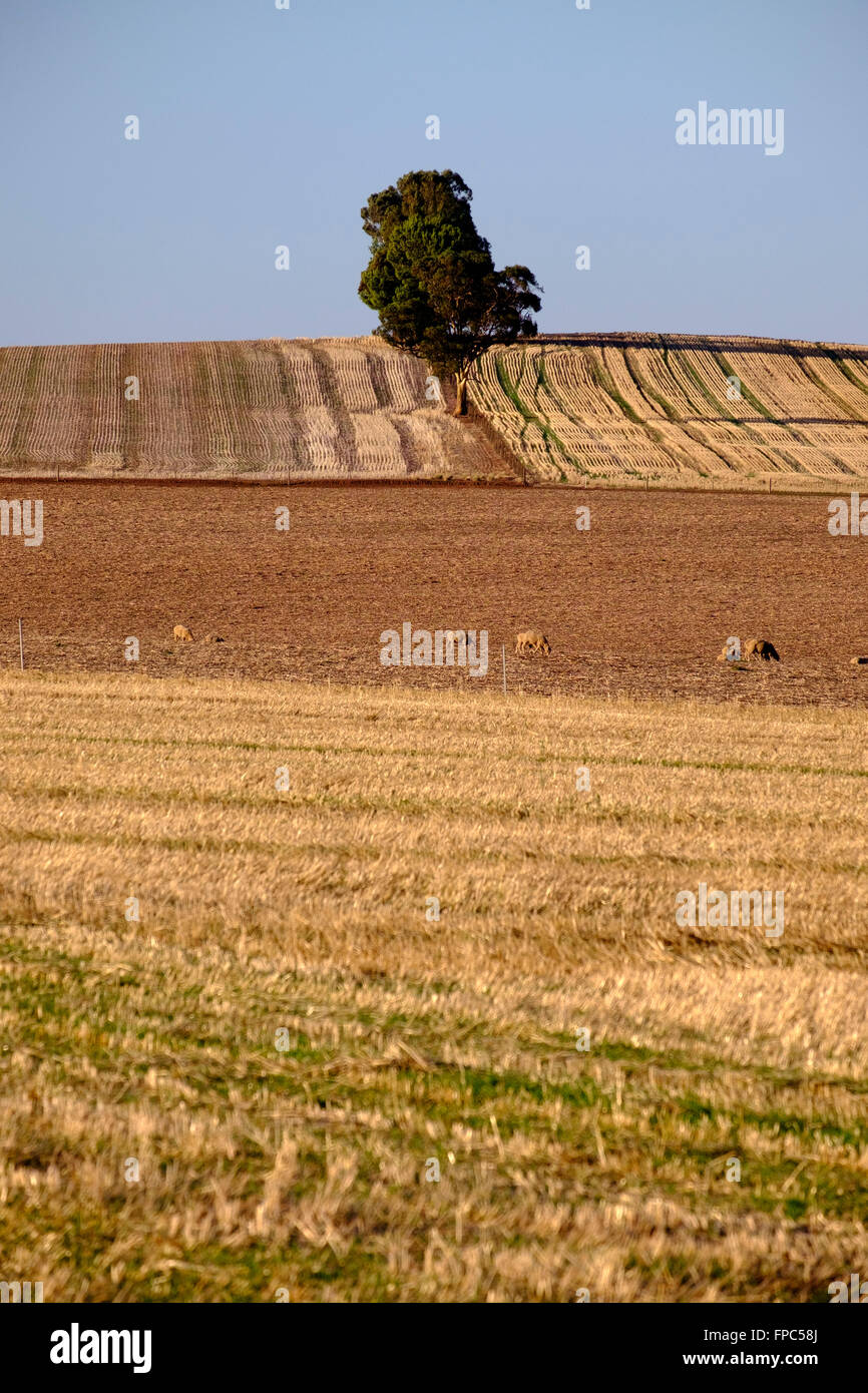 Le Moyen Nord, paysages, Clare Valley, Australie-Méridionale Banque D'Images