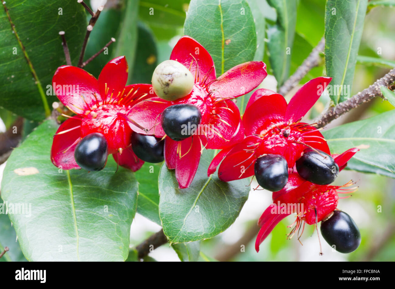 Micky mouse flower Banque D'Images