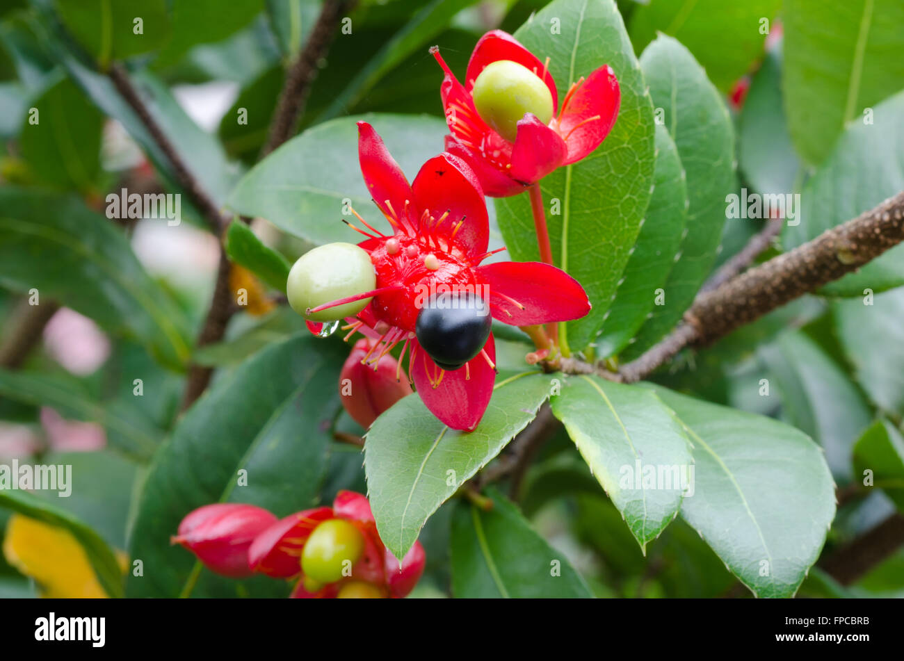 Micky mouse flower Banque D'Images