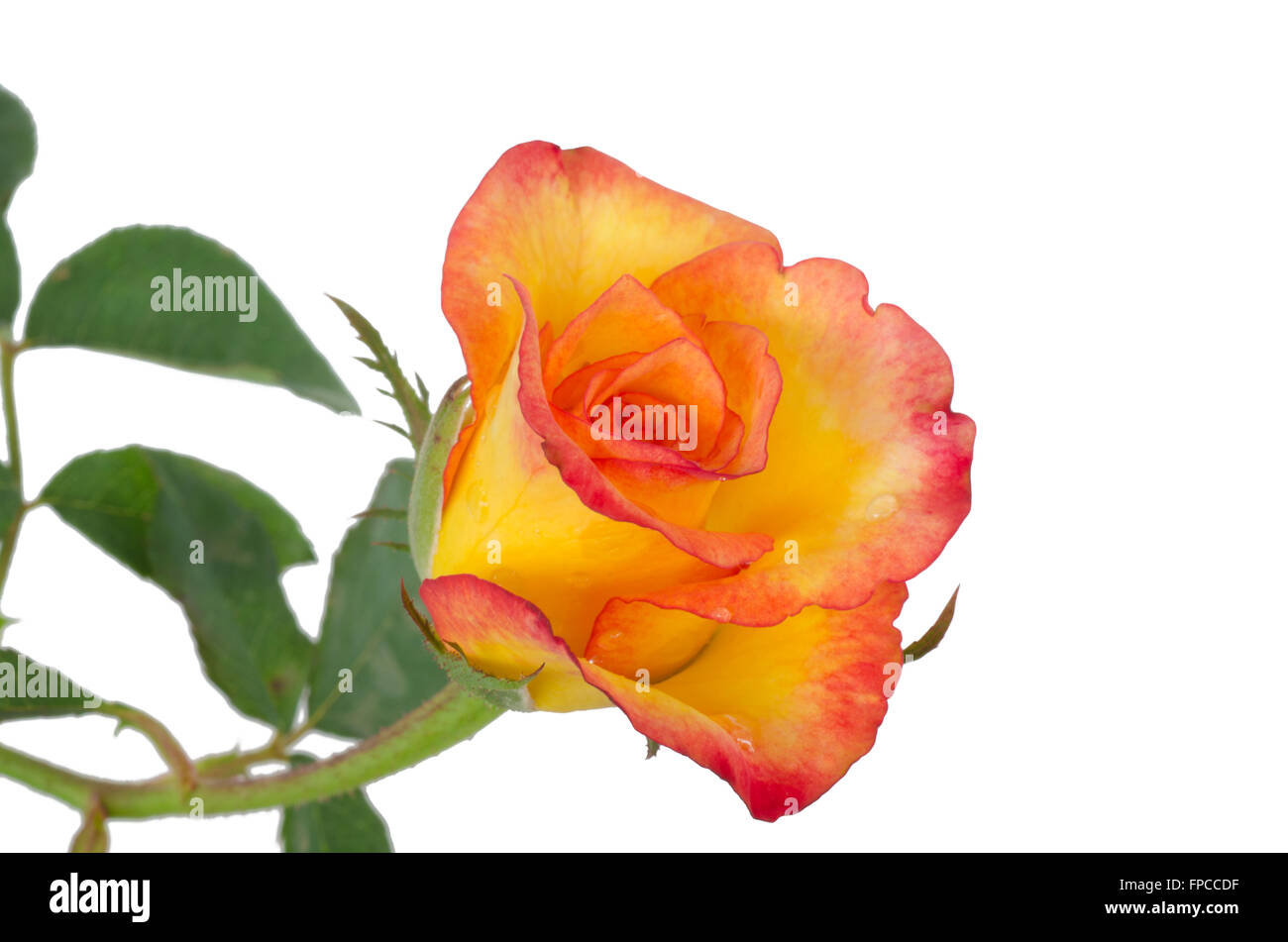 Rose orange isolé sur fond blanc Banque D'Images