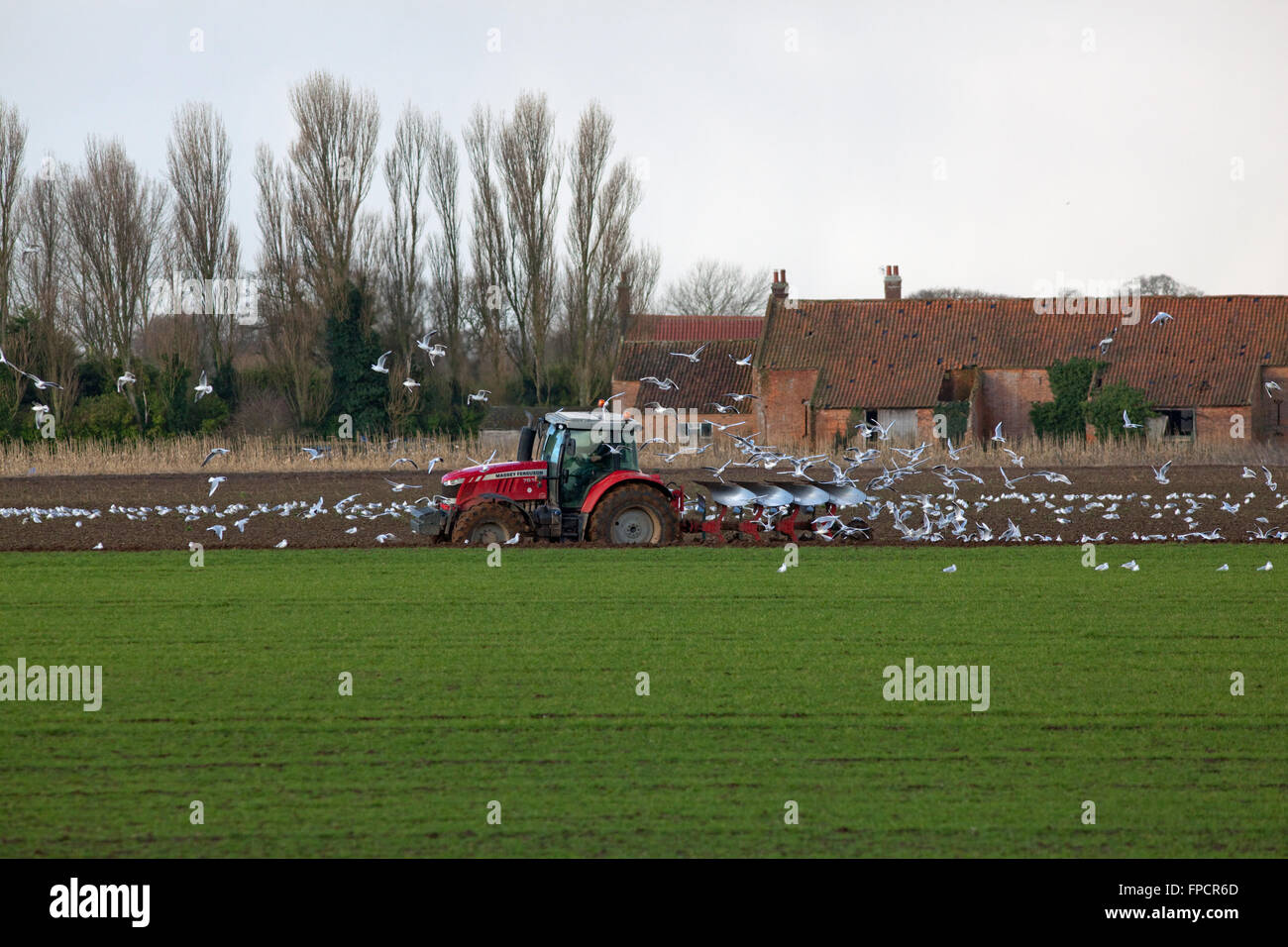 Les goélands à tête noire (Larus ridibundus), à la suite de la charrue. Calthorpe ferme, Ingham, Norfolk. L'East Anglia. L'Angleterre. L'hiver. Banque D'Images