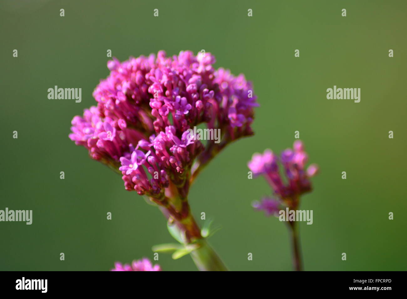 Les premières fleurs de valériane à la fin de l'hiver en Provence, Sud de la France Banque D'Images