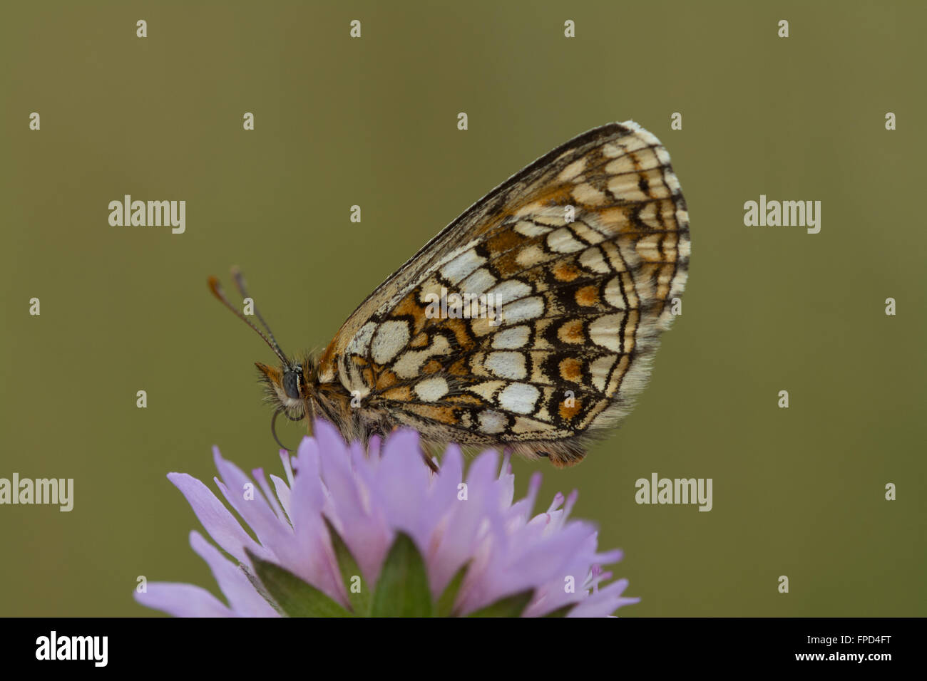 Le papillon fritillaire de Heath (Melitaea athalia) Banque D'Images