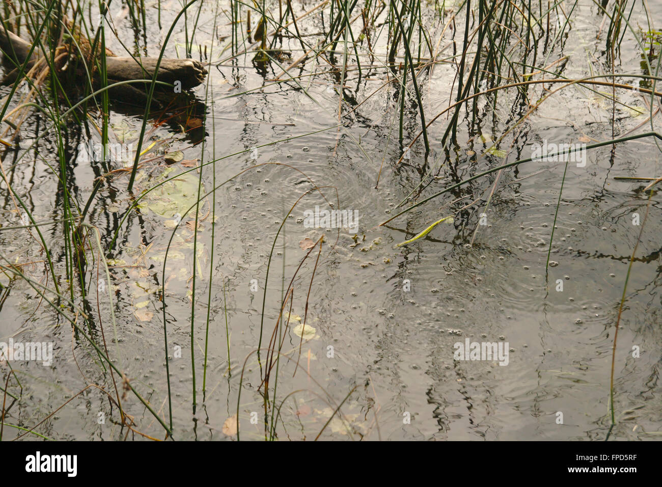 Dégazage du CO2 dans la région de Laacher See, Eifel, Allemagne Banque D'Images