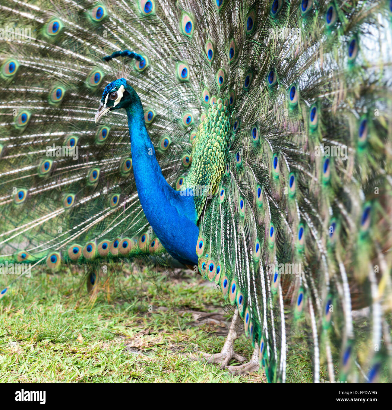 Close up vue latérale d'un paon bleu irisé dans un affichage de cour avec ses plumes de queue soulevée dans un ventilateur Banque D'Images