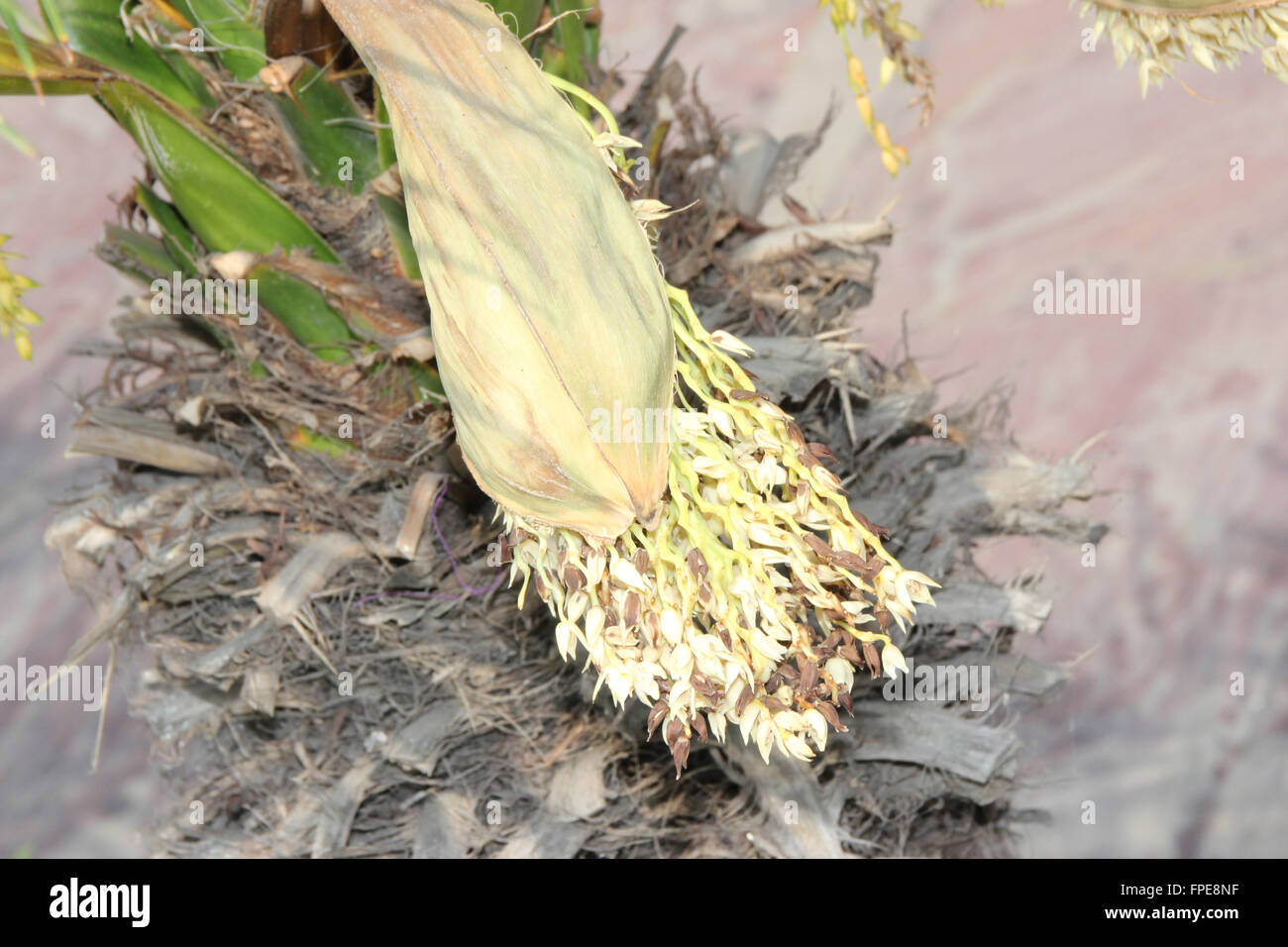Phoenix roebelenii, Pygmy date palm, petites à moyennes avec des arbres à croissance lente des feuilles composées pennées et petites fleurs Banque D'Images
