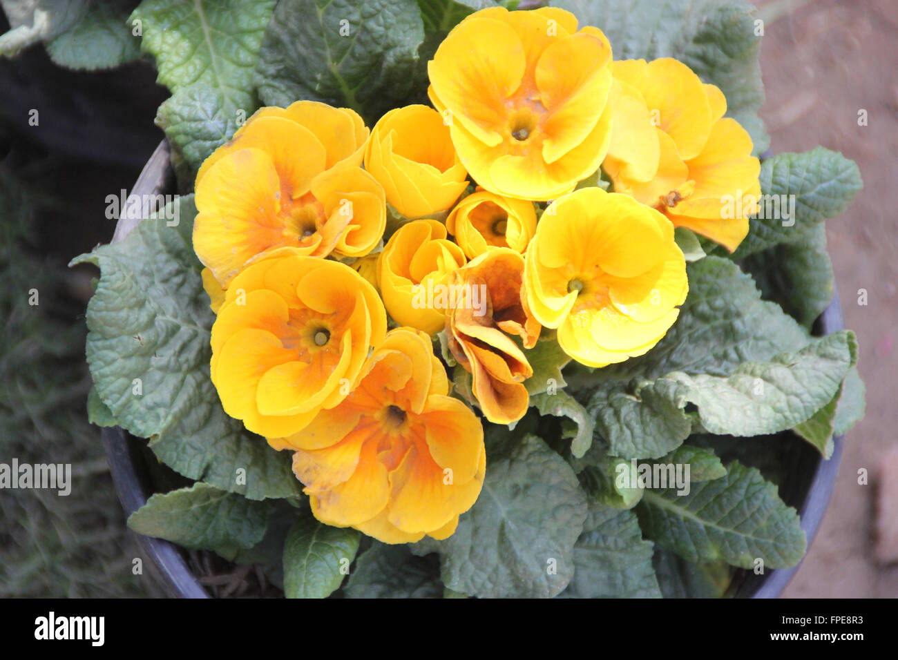 Primula jaune, famille Primulaceae, cultivé avec des herbes ornementales rosette de feuilles, fleurs jaune or dans un cluster Banque D'Images