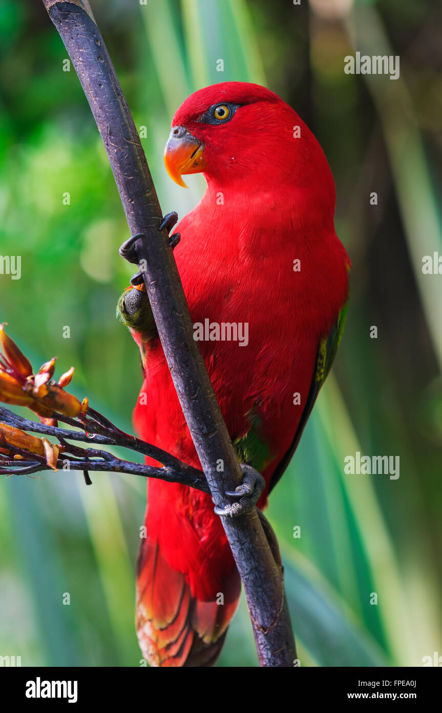 Lory broutement perché sur une branche dans le feuillage tropical Banque D'Images