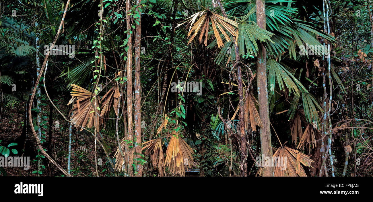 Les forêts tropicales, la péninsule malaise. Banque D'Images