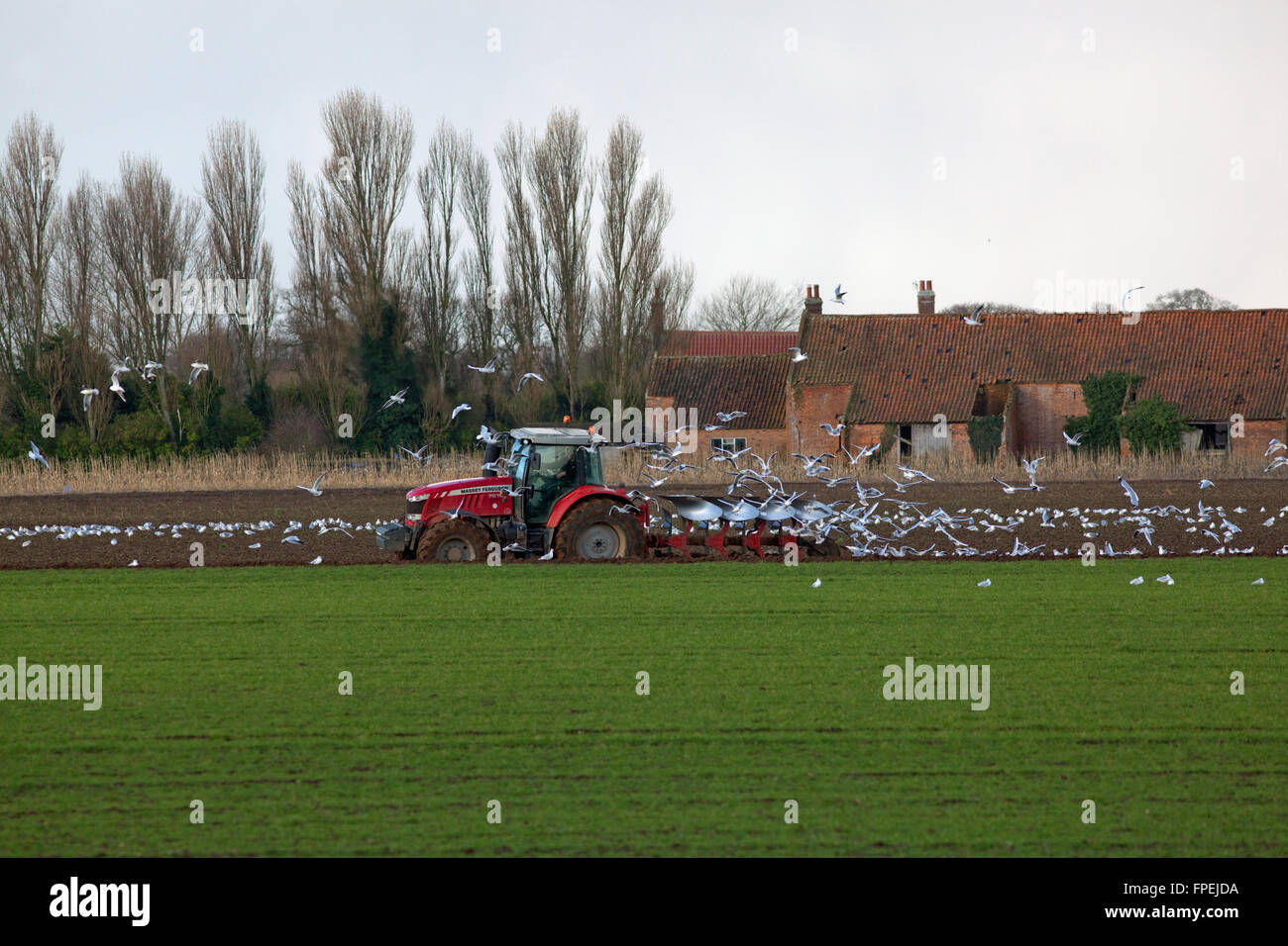 Les goélands à tête noire (Larus ridibundus), à la suite de la charrue. Calthorpe ferme, Ingham, Norfolk. L'East Anglia. L'Angleterre. L'hiver. Banque D'Images