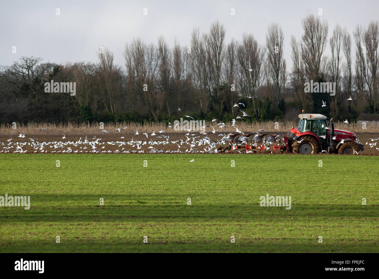 Les goélands à tête noire (Larus ridibundus), à la suite de la charrue. Calthorpe ferme, Ingham, Norfolk. L'East Anglia. L'Angleterre. L'hiver. Banque D'Images