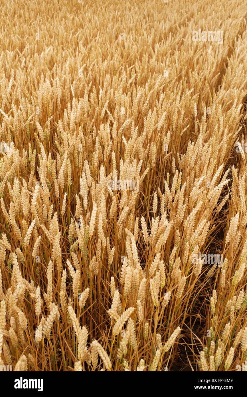 Rangées de fruits mûrs du blé (Triticum aestivum) poussant dans un champ Banque D'Images
