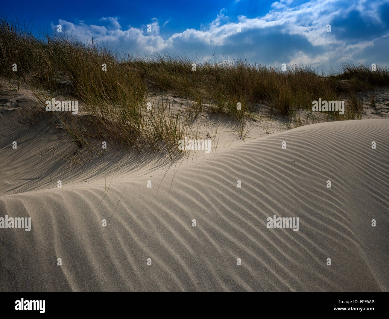 Dunes de sable de l'East West Wittering, tête, West Sussex Banque D'Images