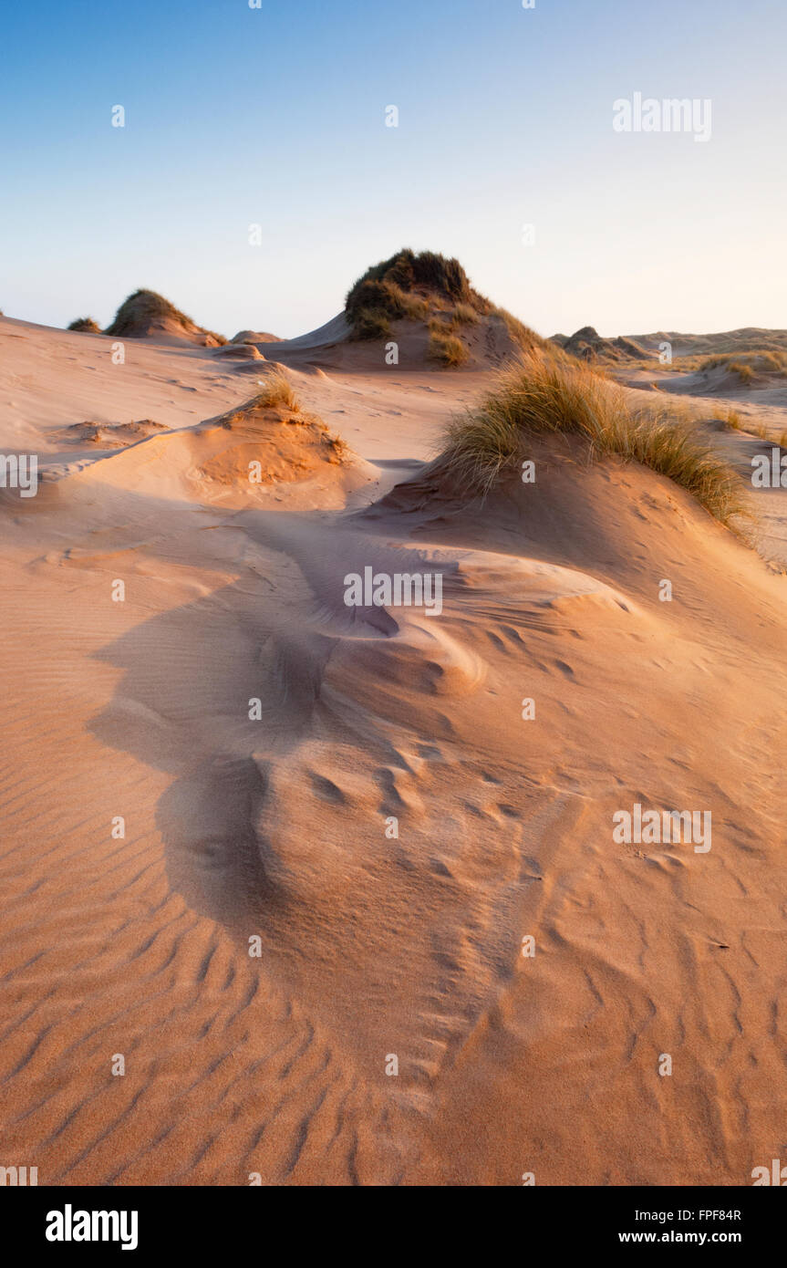Dunes de sable de Forvie National Nature Reserve - près de Newburgh, Aberdeenshire, Ecosse. Banque D'Images