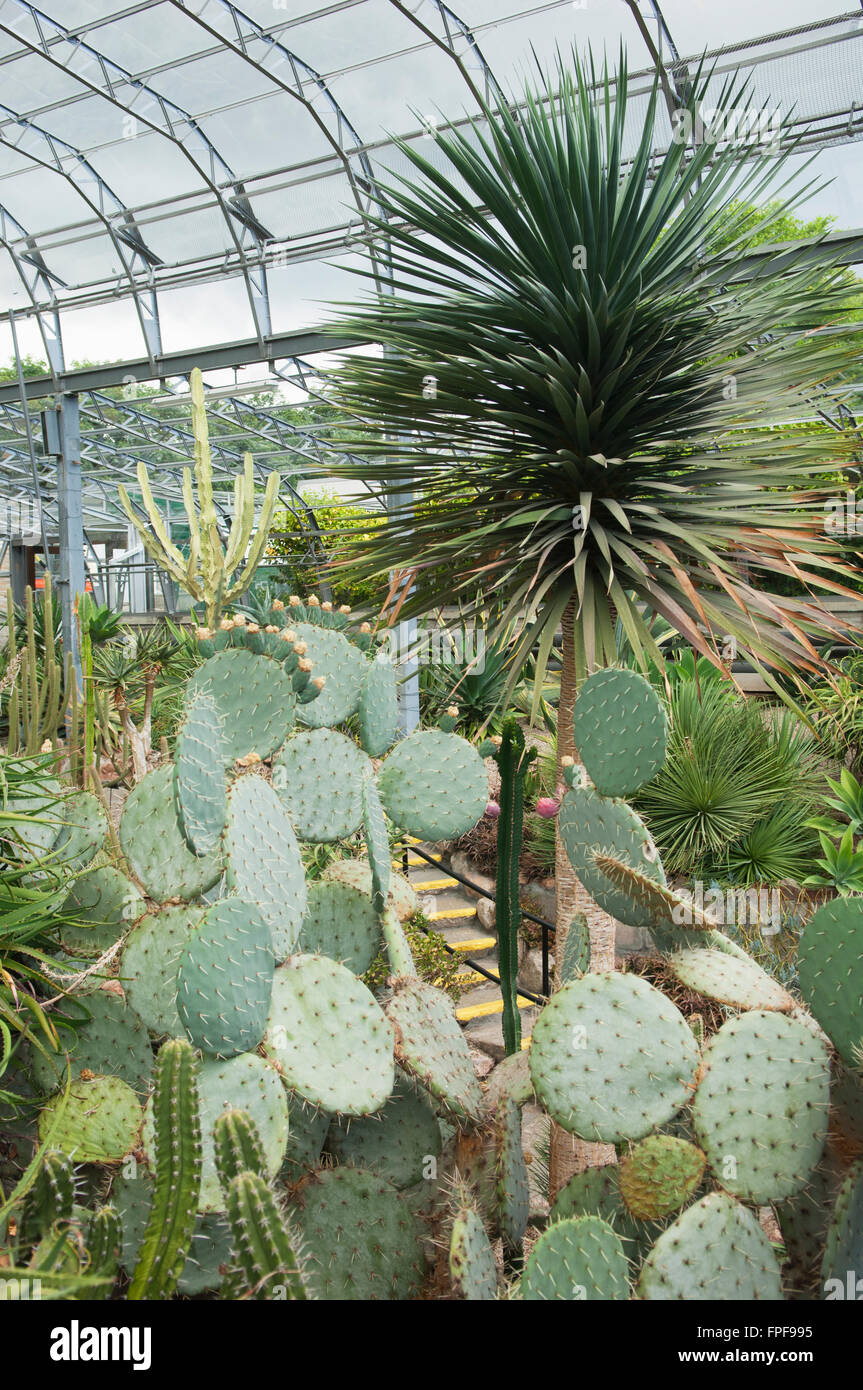 Le cactus chambre à Duthie Park Winter Gardens - Aberdeen, Ecosse. Banque D'Images