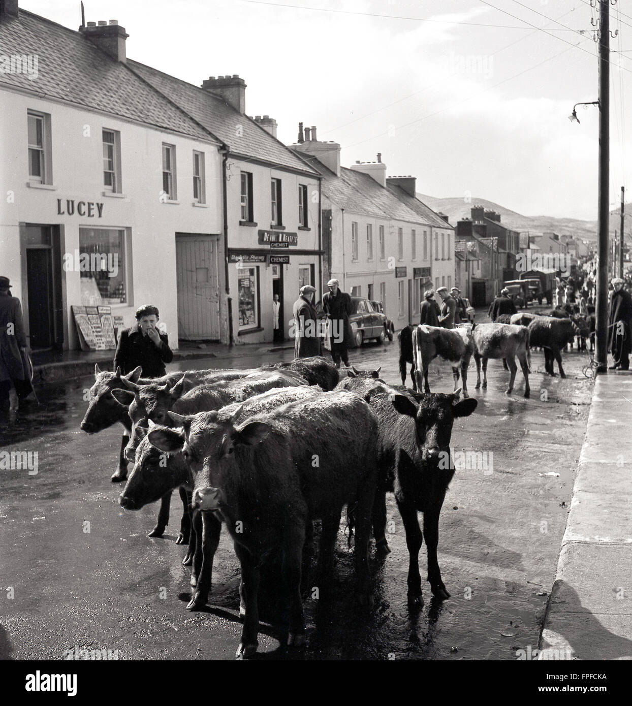 Histoire des années 1950, le bétail étant conduit à travers un village rural de haute rue, Irlande du Sud. Banque D'Images